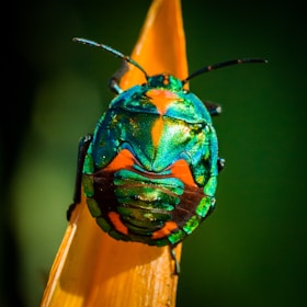 A close-up of a brightly colored bug, with a shiny, iridescent exoskeleton featuring vibrant green and orange hues. The bug is positioned on an orange leaf or petal, set against a blurred dark green background.