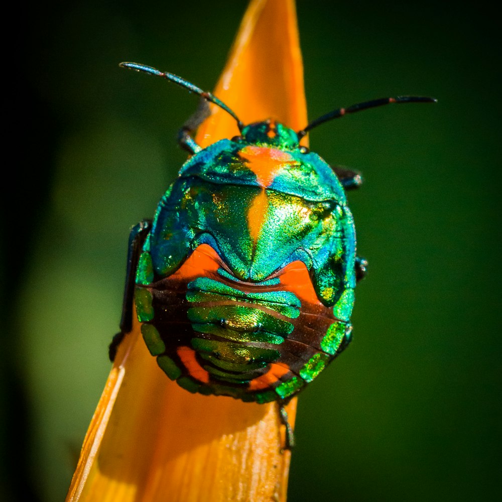 insetto verde e arancione