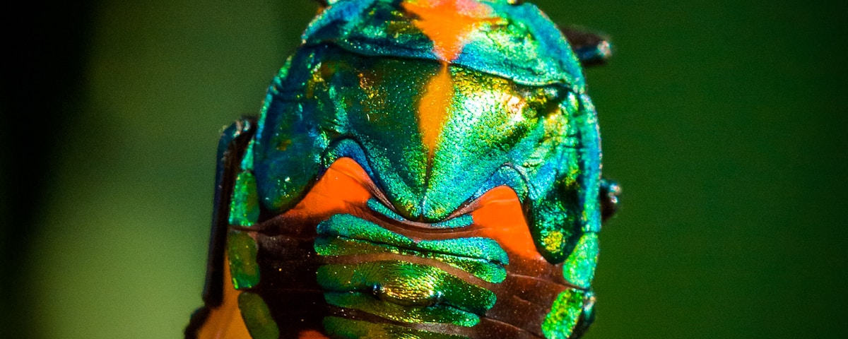 green and orange bug