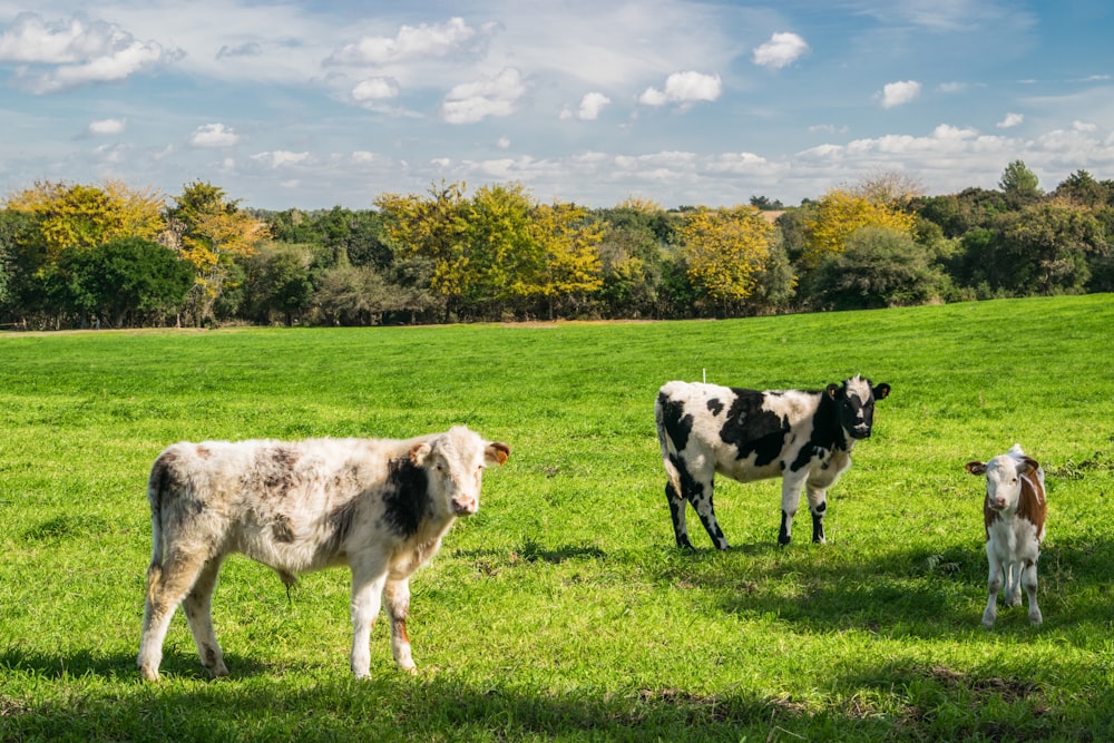 three cows on green grass