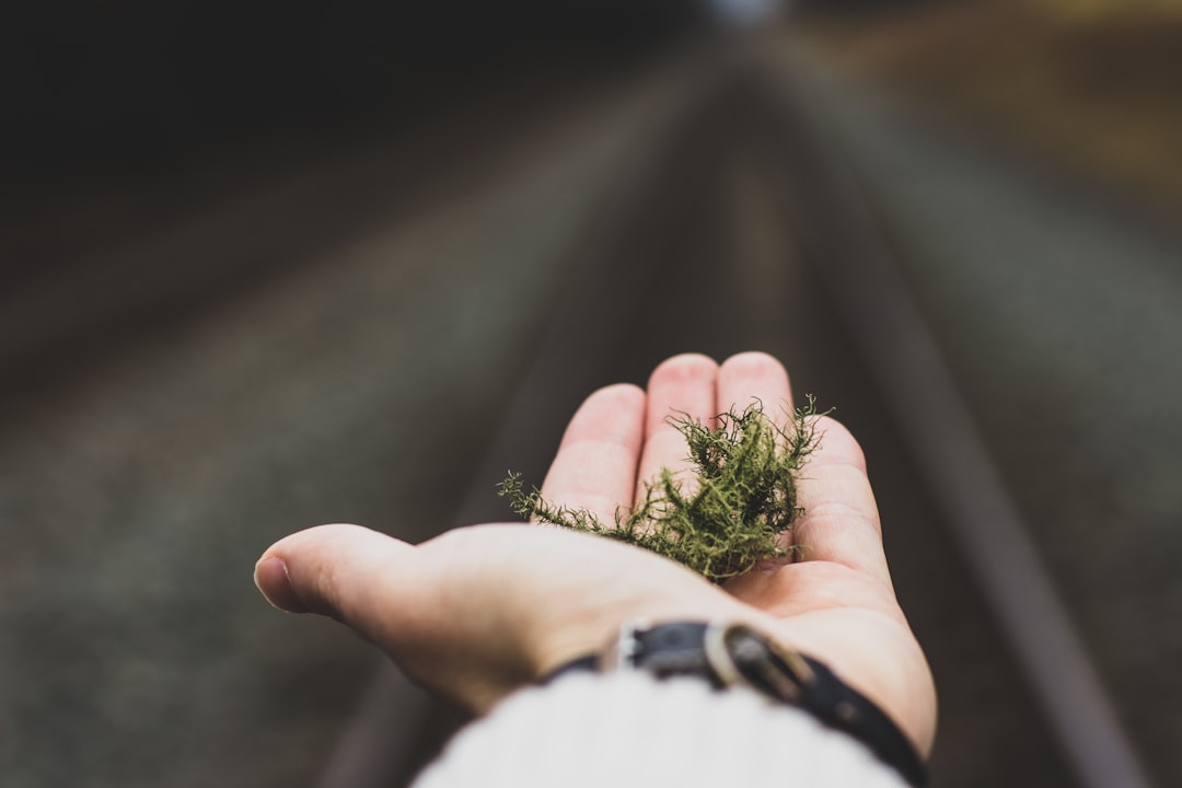 person holding green plant