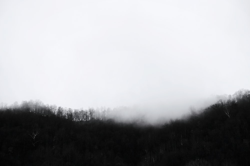 green trees under white clouds at daytime