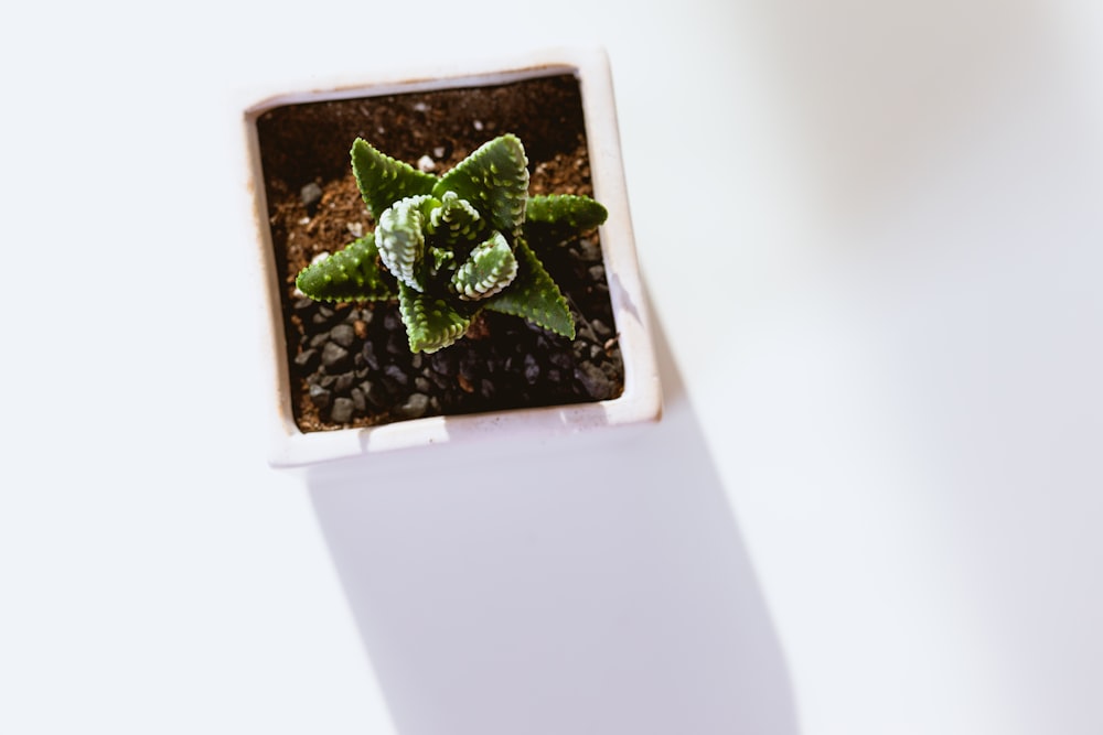 白い鉢に緑の多肉植物