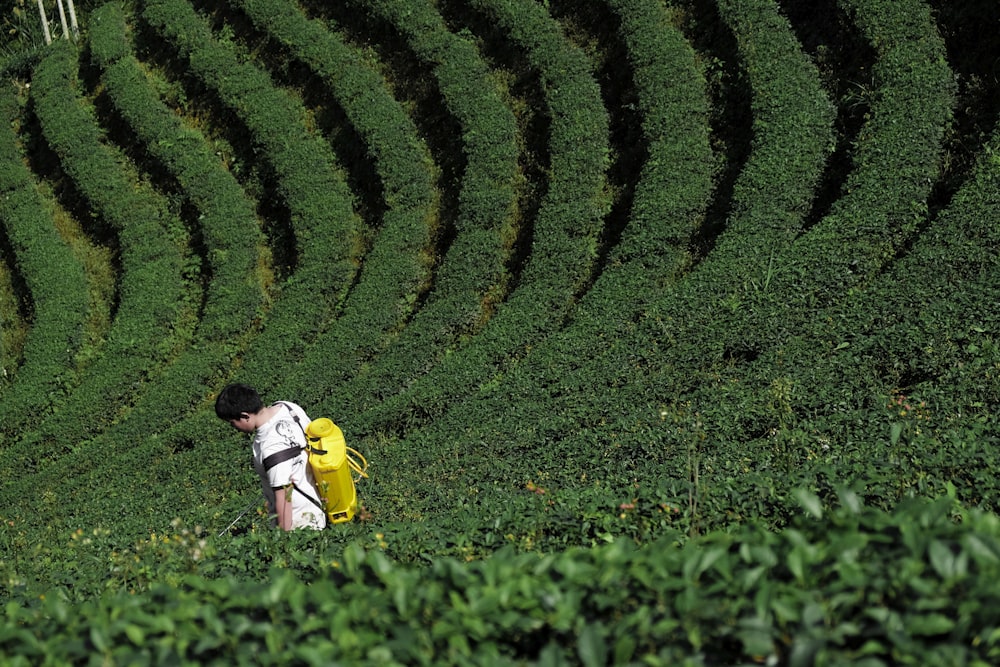 sikkim tea garden