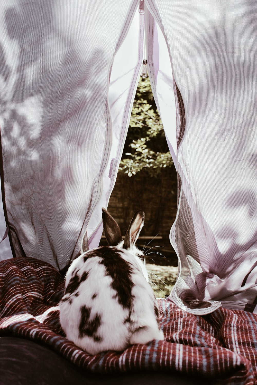 갈색 줄무늬 직물에 흰색과 갈색 토끼