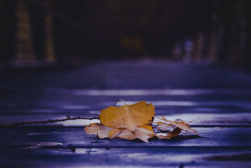 selective focus of dried leaf