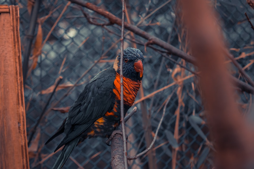 black and red feathered bird on tree branch