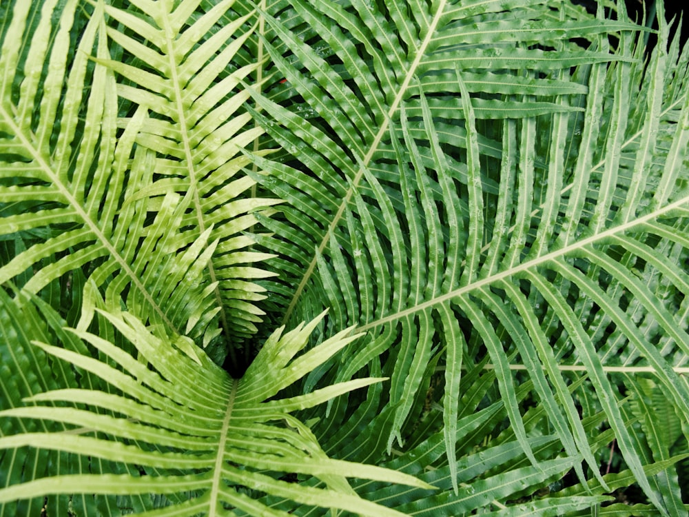 Un primer plano de una planta de hoja verde