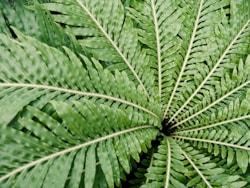 Fern