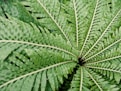 Fern
