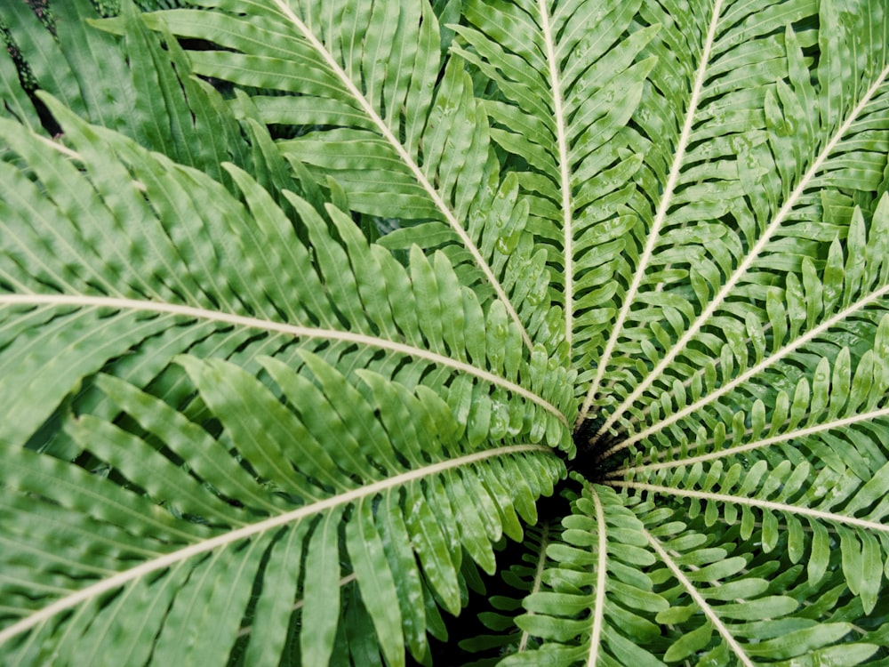 green leafed plant