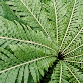 Fern