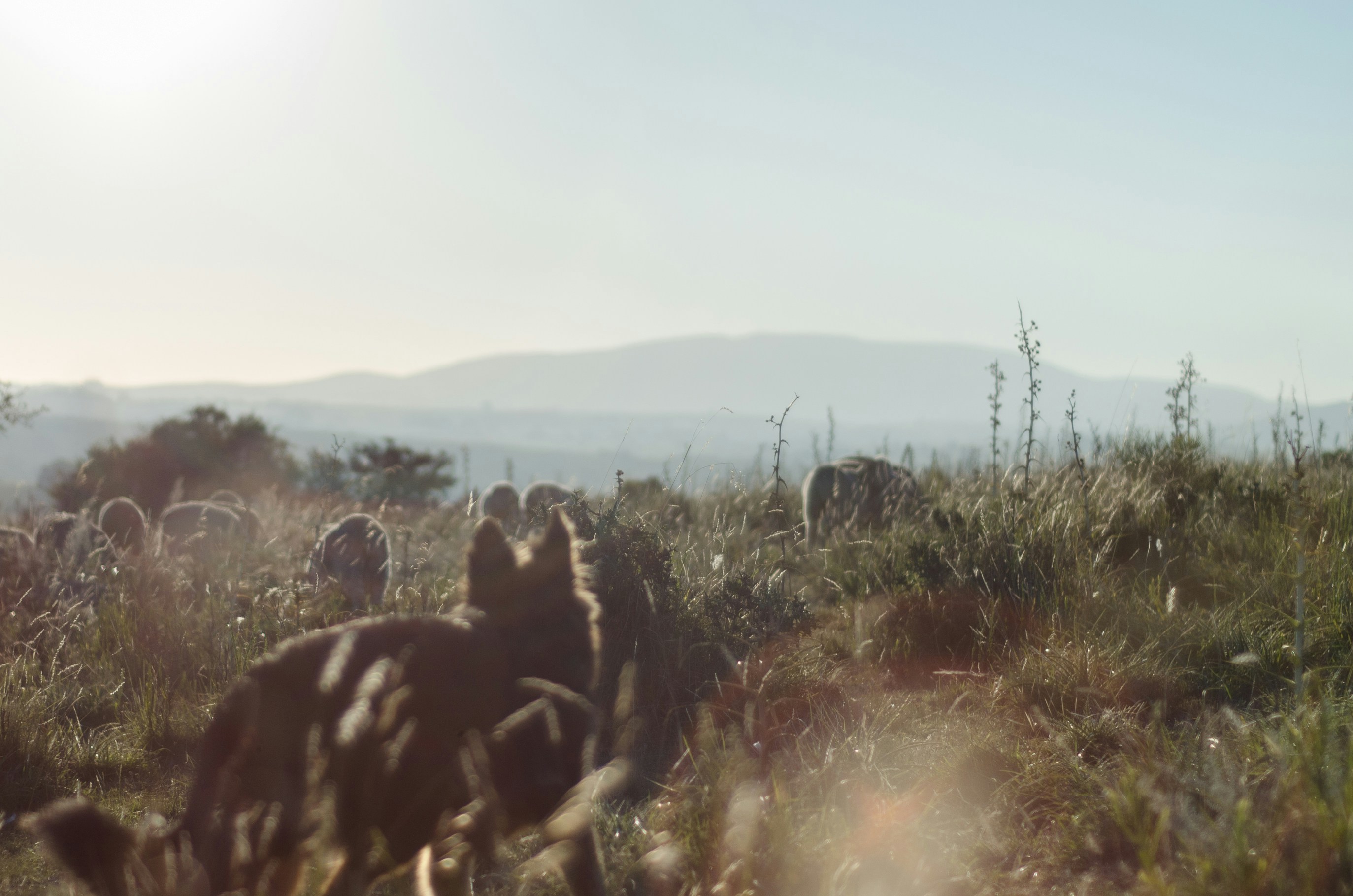 photography of animal on grass field at daytime uruguay teams background