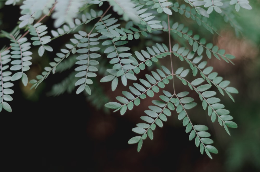 closeup of fern leafed plant