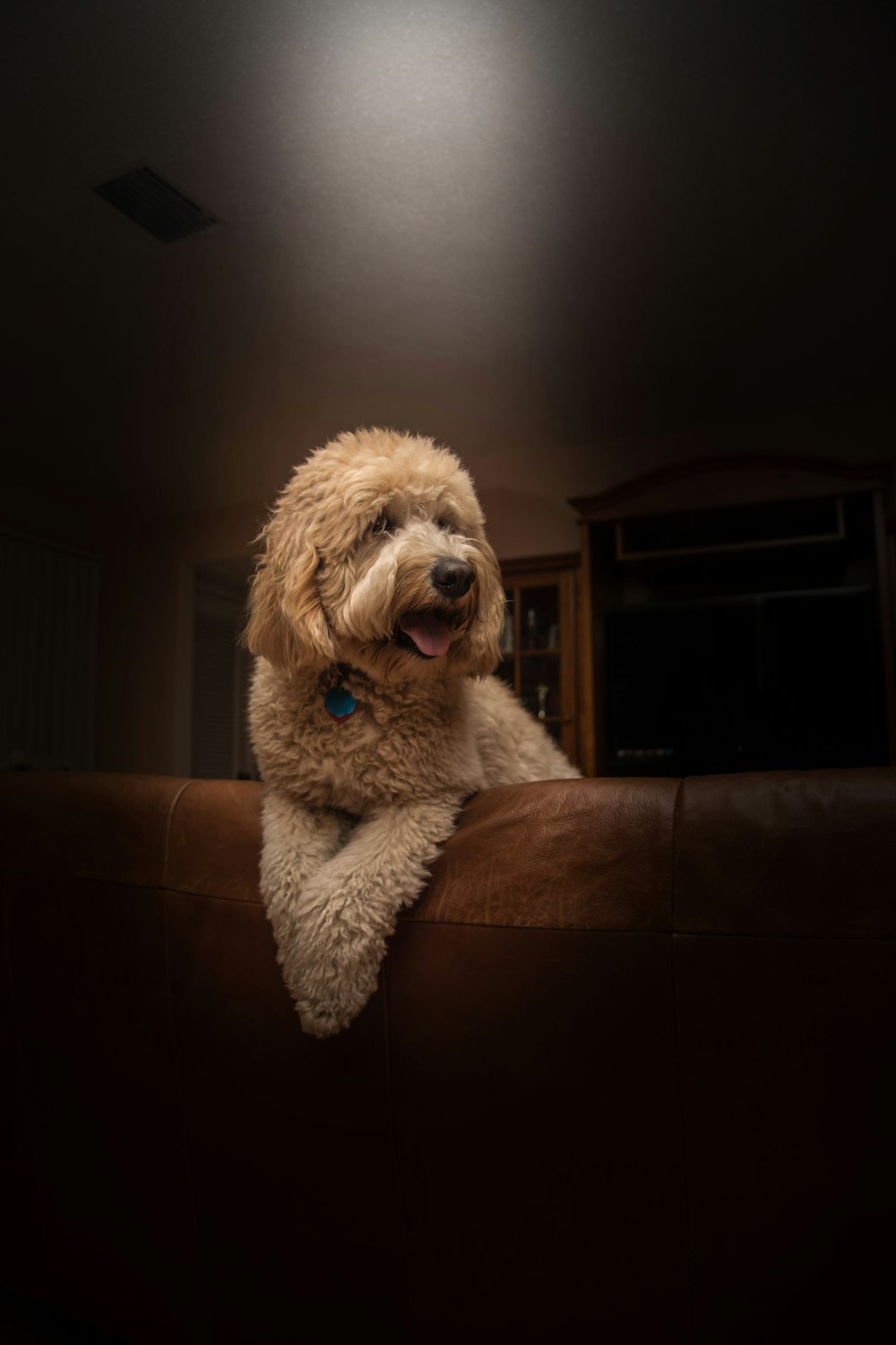 cão marrom de pelagem curta encostado no sofá de couro marrom dentro da sala