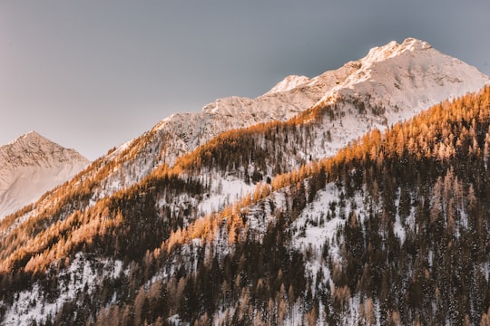 trees covered mountain in Zillertal Alps Italy