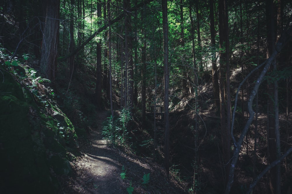 photo of forest walk path