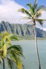 two green palm tress near body of water