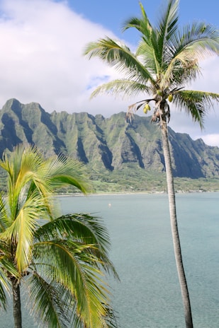 two green palm tress near body of water