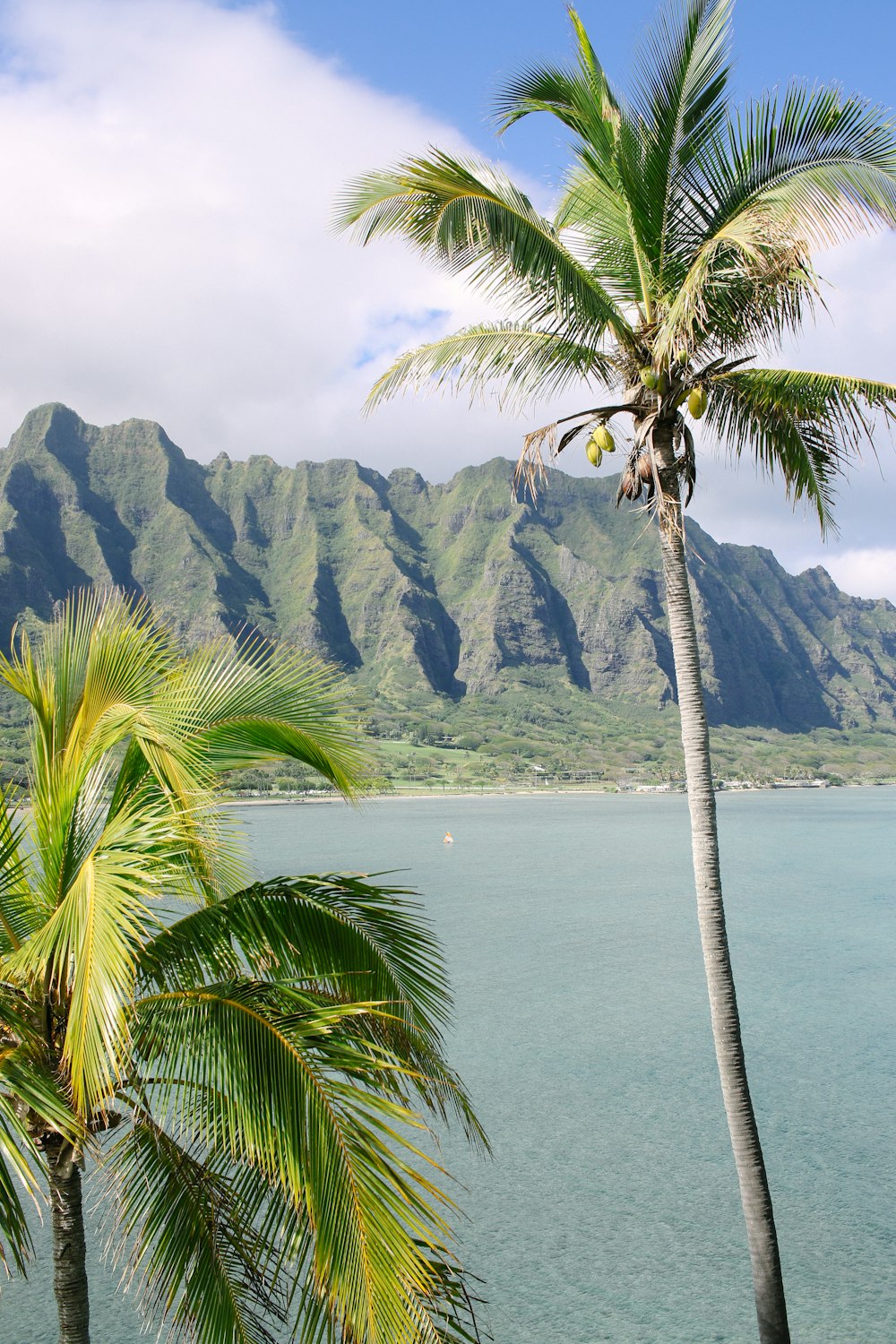 two green palm tress near body of water