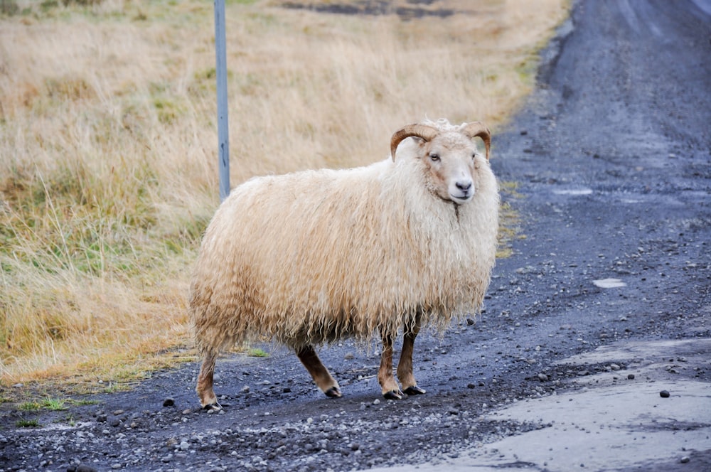 Ziege steht auf der Straße