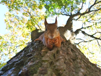 brown squirrel on green leafed tree