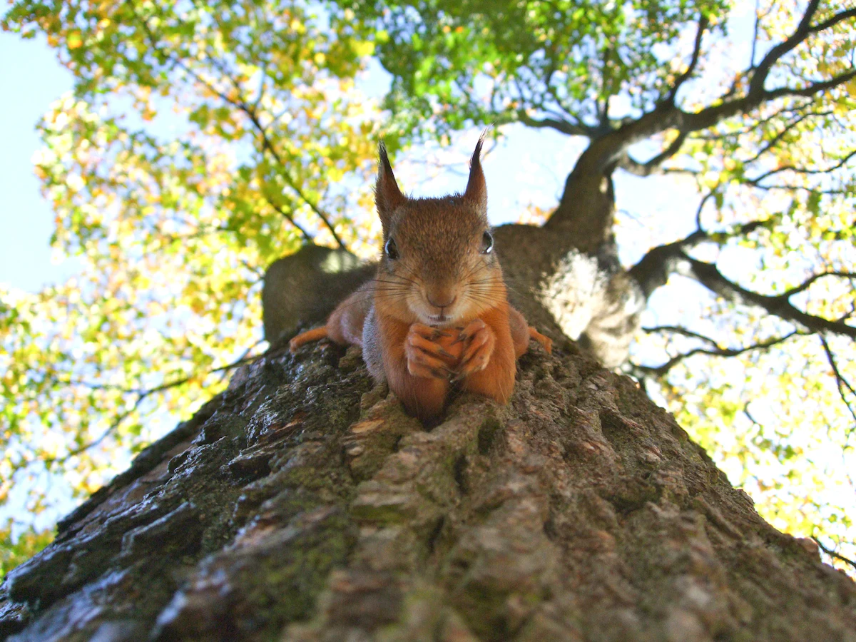A brown squirrel gripping the trunk of a leafy tree