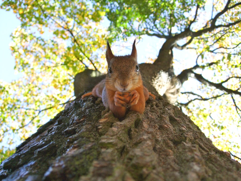 écureuil brun sur arbre à feuilles vertes