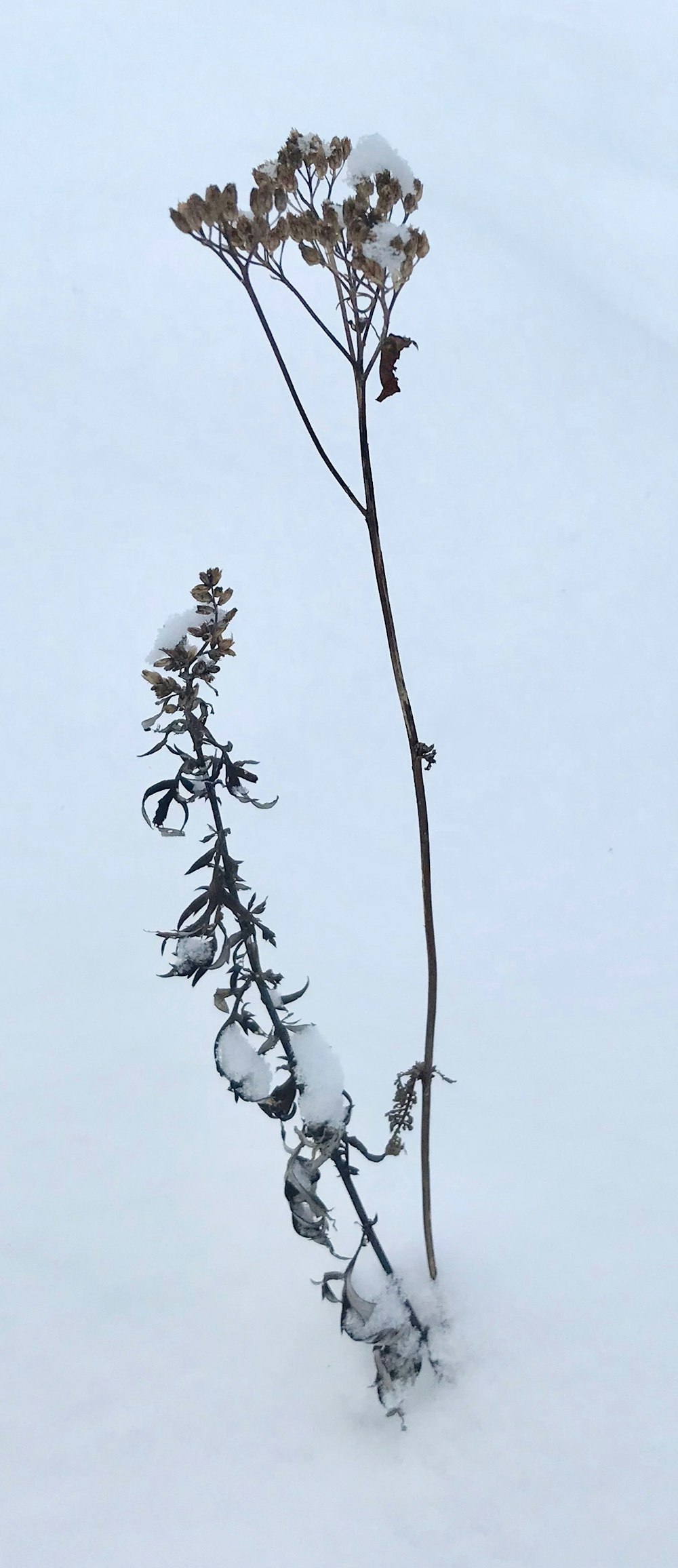 foto de flores de pétalas marrons cobertas de neve
