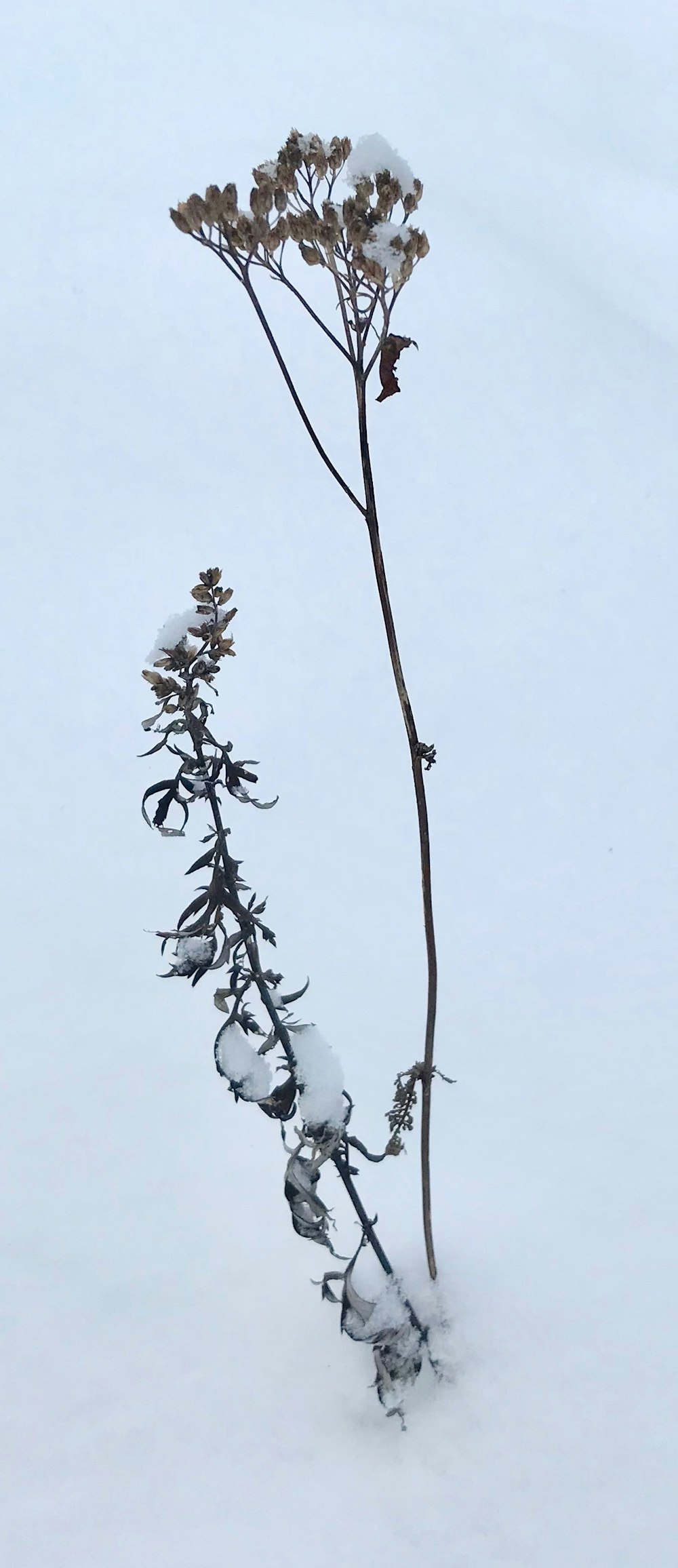 photo of snow-covered brown petaled flowers