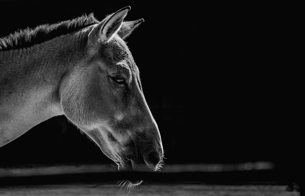 grayscale photography of horse