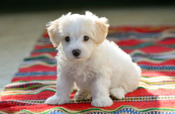 A cheerful puppy sitting on a soft blanket, looking curious and playful.