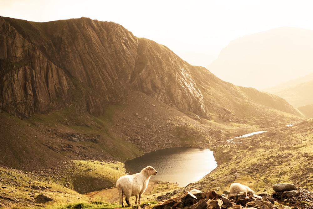 white goat on mountain