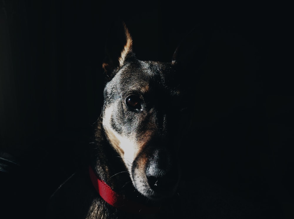 black and brown dog photography