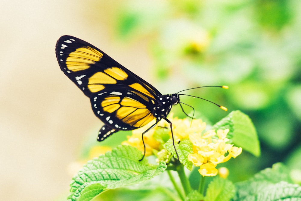 Fotografía de enfoque superficial de mariposa amarilla