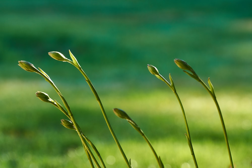 foto ravvicinata di boccioli di fiori verdi \