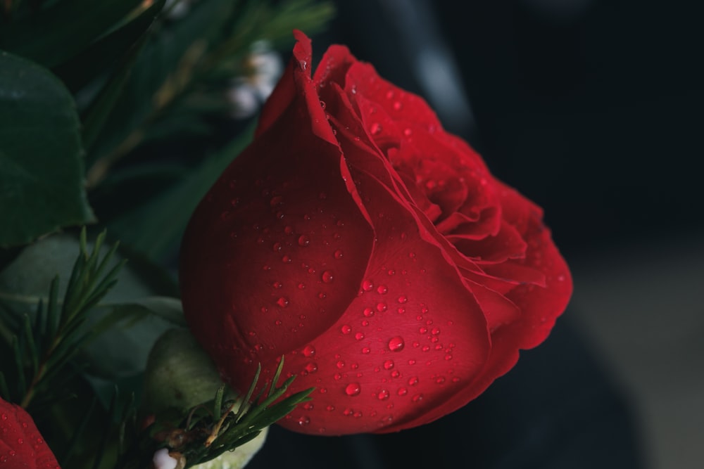 Fotografia de foco raso de rosa vermelha com gotículas de água
