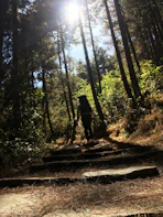 Liam hiking a forest trail with a backpack, surrounded by tall trees and sunlight