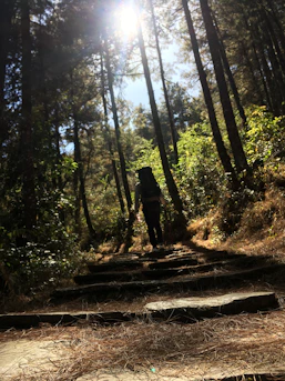 Liam hiking a forest trail with a backpack, surrounded by tall trees and sunlight