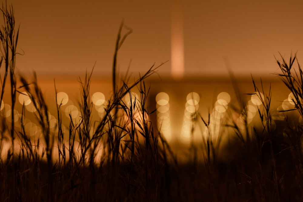 silhouette of grass with yellow bokeh lights