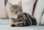 selective focus photo of gray tabby cat