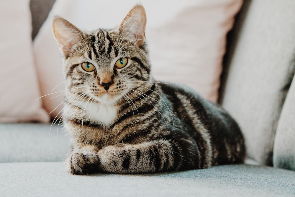 Foto de foco seletivo do gato tabby cinza