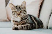 短毛の猫