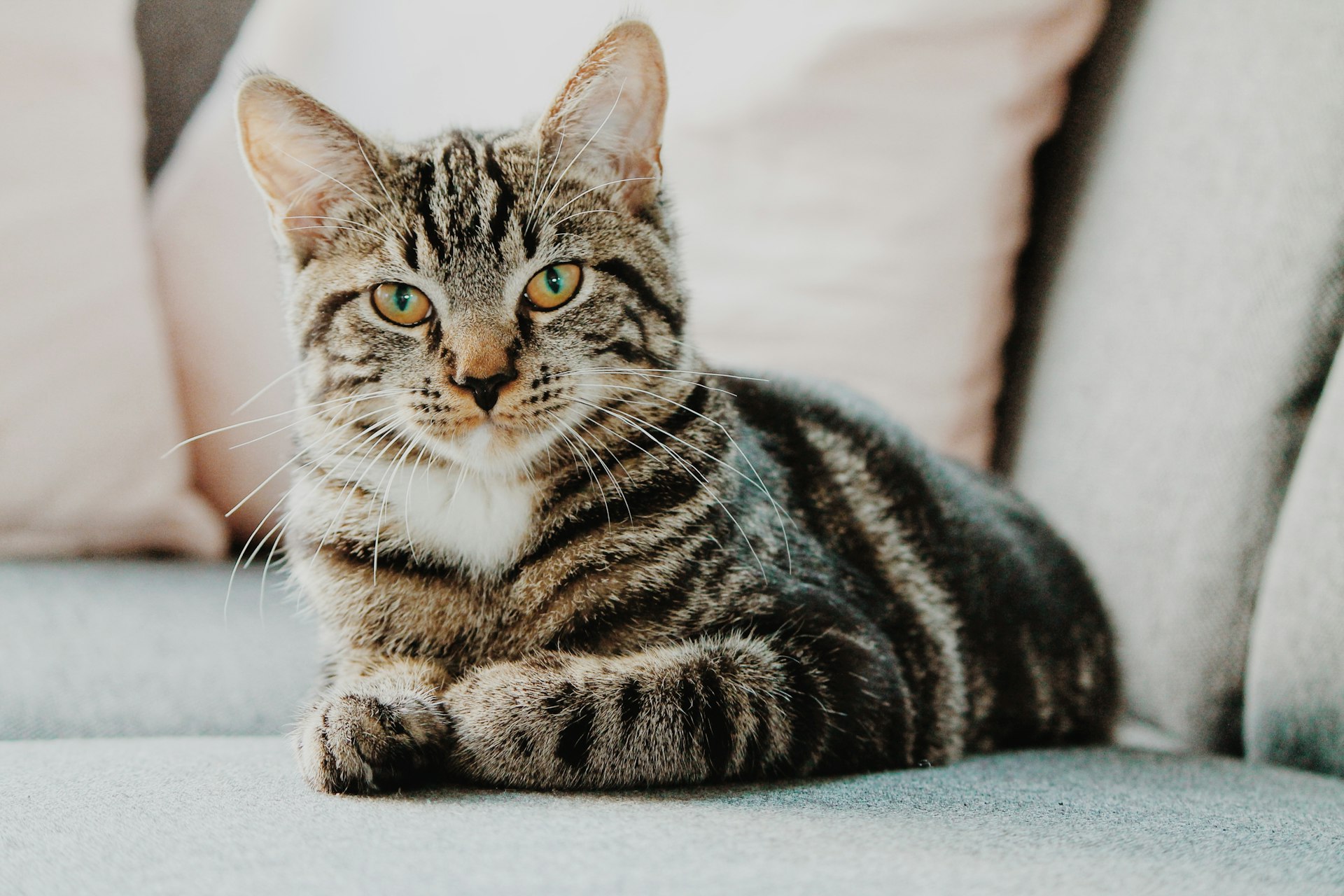 Maine Coon maestoso su sfondo scuro