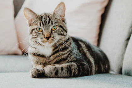 Bengal