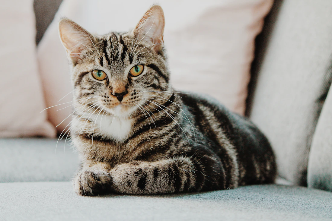 Cat relaxing comfortably at home