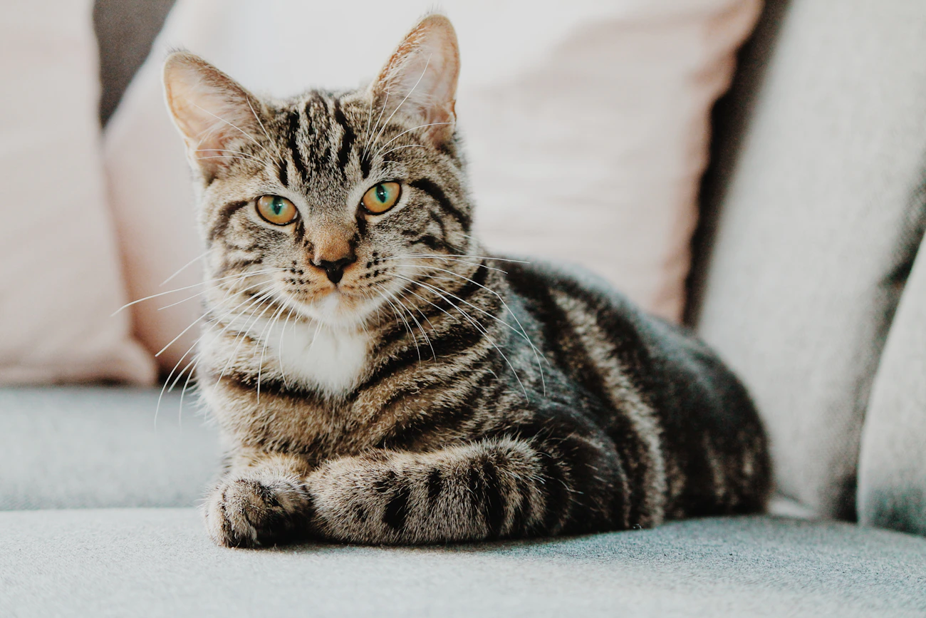 Cat relaxing comfortably inside a bright home