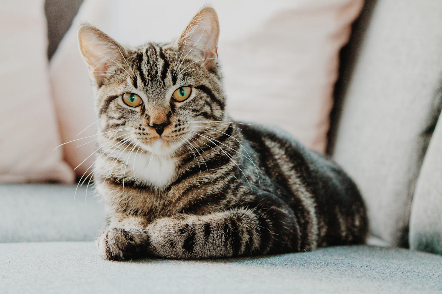 Cat resting comfortably at home