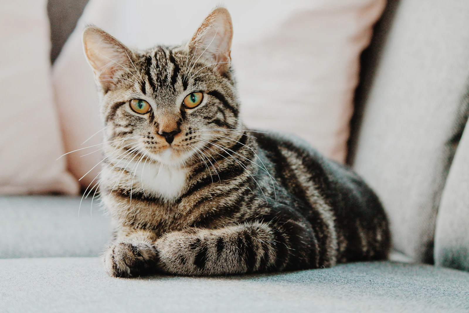 Bengal