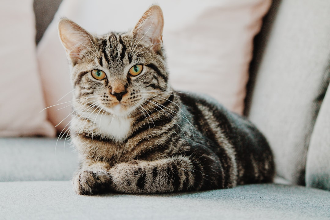 cat 猫